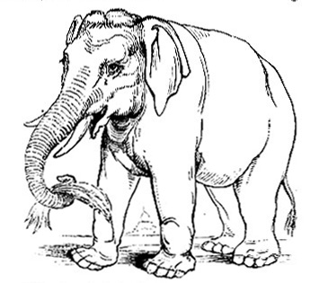 elephant picture demeanor